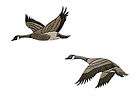Pair CANADIAN GOOSE Wood OAK CARVED Wall Plaque INLAY