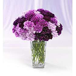 Bouquet of Purple Carnations (Three Dozen)  