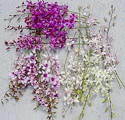 Dendrobium Orchids (50 stems)  