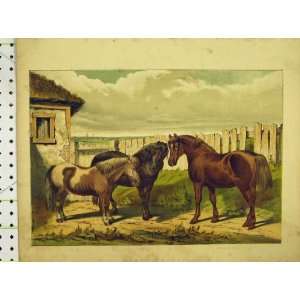   C1840 Colour Print Horses Sheltie Forest Pony Country