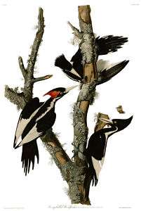No. 66 Ivory Billed Woodpecker Huge Audubon Print  