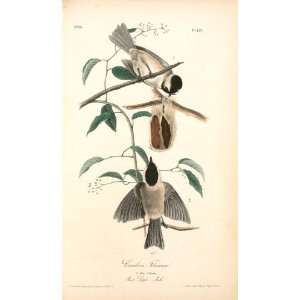   John James Audubon   32 x 54 inches   Carolina Titmouse. 1. Male. 2