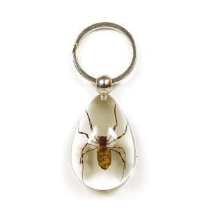   SK610 Real Bug Key Chain Tear Drop Shape Clear Spider: Home & Kitchen