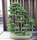 SACRED JAPANESE CEDAR 50 Semillas bonsai graines semi