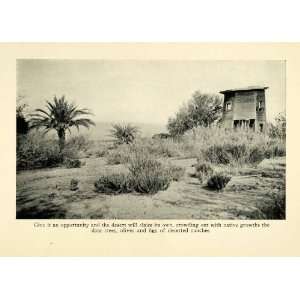  1913 Print Desert United States Ranch Palm Tree Scrub 