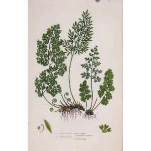  Ferns Of Great Britian By Pratt Fine Leaved Gymnogramma 