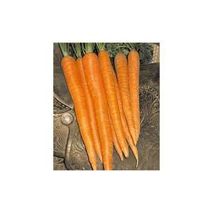  Maverick Carrot Seeds Pack Patio, Lawn & Garden