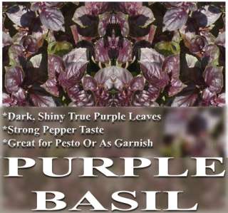 Basil seeds   PURPLE BASIL  TRUE PURPLE   SPICY PEPPER  