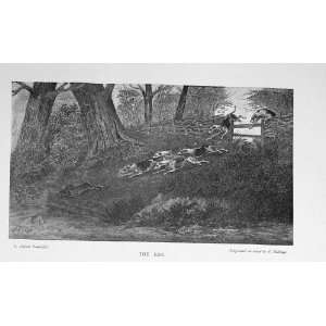  Hare Coursing Hunting Sport Hounds Dogs Country 1897: Home 