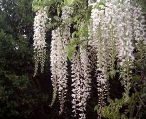 You are bidding on a healthy, well rooting wisteria plant growing in a 