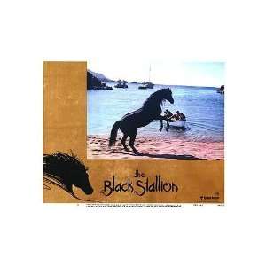 Black Stallion Original Movie Poster, 14 x 11 (1979)  