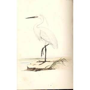  Little Egret Meyer H/C Birds 1842 50