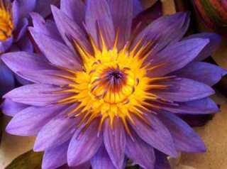 Nymphaea stellata   blue water lily   10 seeds  