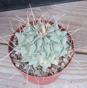 Thelocactus rinconensis Large Blue Tubercle Cactus 16  
