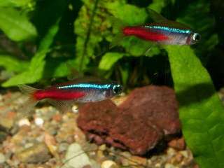 10 Live beautiful tropical neon tetra fish freshwater 006  