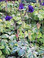 Aquilegia LIME FROST variegated columbine SEEDS  