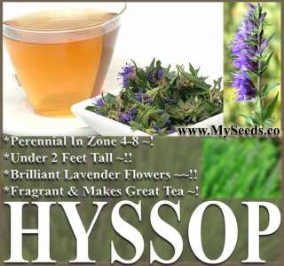 HYSSOP HERB SEEDS AROMATIC HONEY ~ Hyssopus officinalis  