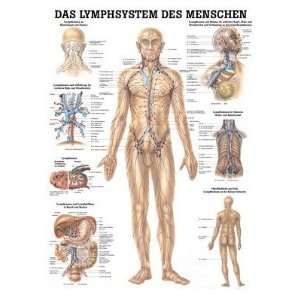 Lehrtafel Das Lymphsystem des Menschen 70x100cm, Papier TA09:  
