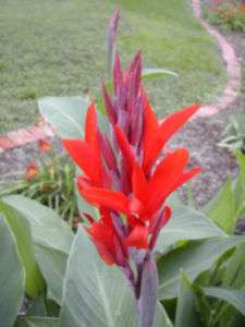 Red Old Fashioned Indian Shot Canna Lily Plant 10 Rhizomes Attracts 