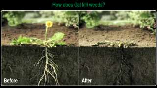 New Scotts Roundup Gel Fast Acting Spot Weeder   Contains Glyphosate 