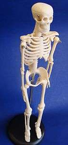 Model Anatomy Professional Medical Skeleton Miniature 42cm 17in IT 005 
