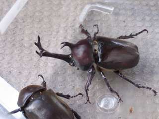 JAPANESE RHINOCEROS BEETLE horned beetle