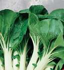 Cabbage Seed, Pak Choi Chinese Heirloom, Non Heading,150 seeds, Open 