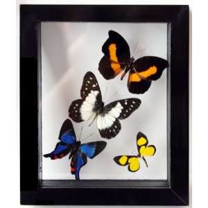  Real Mounted Butterflies with Four Lepidoptera Framed in 