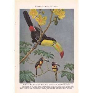  1945 Long Bills Toucan   Walter A. Weber Vintage Bird 