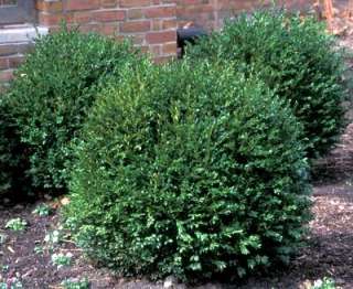 Green Gem Boxwood   Buxus   Compact Hedge/Shrub/Bonsai  