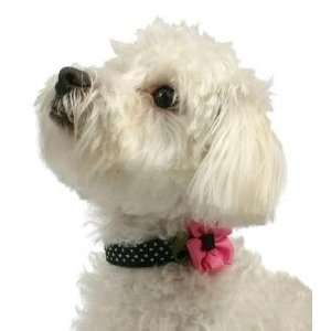    Daisy Diva Designer Fashion Collar   Black and White Dots with Hot 
