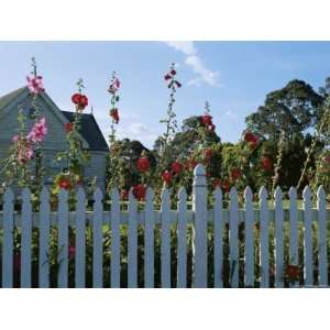 Flowers Growing Over a Picket Fence in Front of a House Giclee Poster 