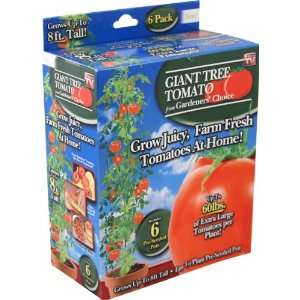  Gardeners Choice 245 TOMA As Seen On TV Giant Tree Tomato 