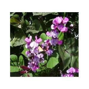  Hyacinth Bean Vine Plant Patio, Lawn & Garden